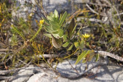 Gomphocarpus cancellatus, photographed by Tony Rebelo