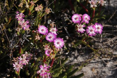 Ruschia sarmentosa, photographed by Tony Rebelo