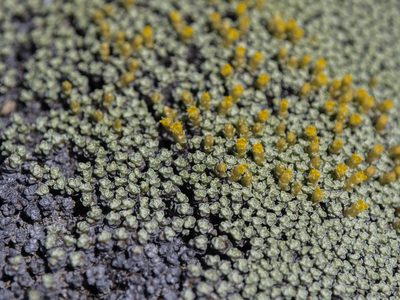 Raoulia australis, photographed by Cara-Lisa Schloots