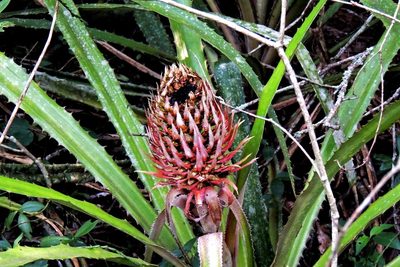 Ananas macrodontes, photographed by Hugo Hulsberg