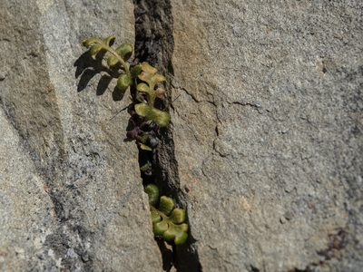 Asplenium subglandulosum, photographed by Cara-Lisa Schloots