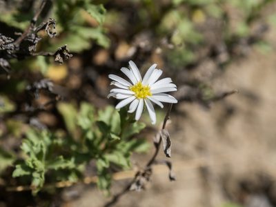 Vittadinia australis, photographed by Cara-Lisa Schloots
