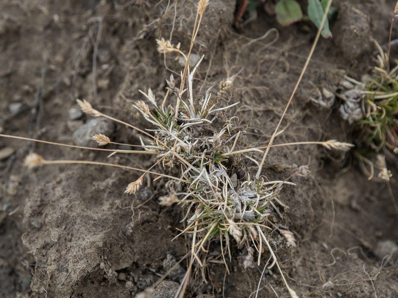 Poa maniototo, photographed by Cara-Lisa Schloots