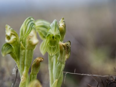 Pterostylis tanypoda, photographed by Cara-Lisa Schloots