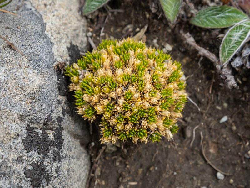 Colobanthus brevisepalus, photographed by Cara-Lisa Schloots