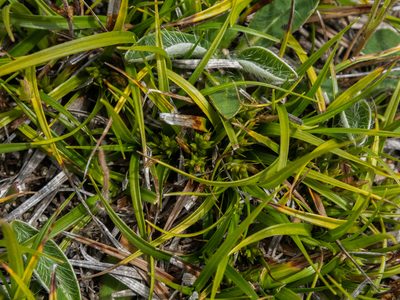 Carex breviculmis, photographed by Cara-Lisa Schloots
