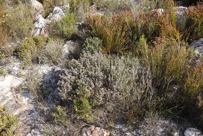 Amphithalea ericifolia, photographed by Tony Rebelo