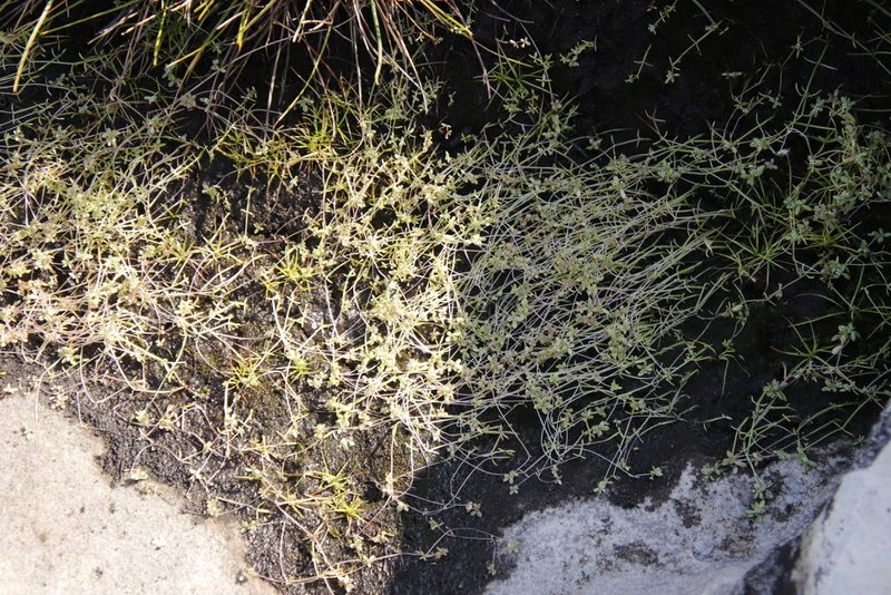 Crassula natans, photographed by Tony Rebelo