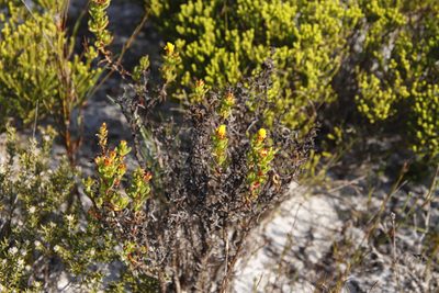 Lampranthus promontorii, photographed by Tony Rebelo