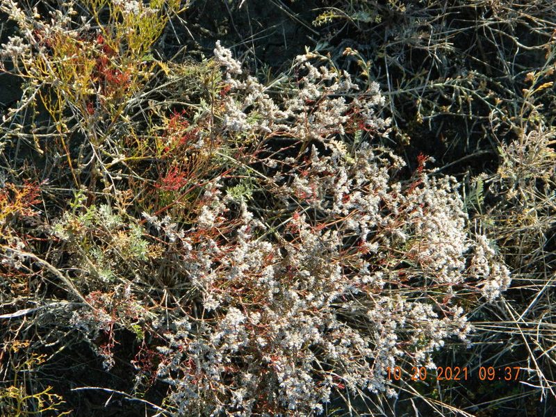 Limonium caspium, photographed by Galyna Mykytynets