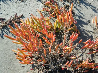 Salicornia perennans, photographed by Galyna Mykytynets