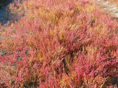 Salicornia perennans, photographed by Galyna Mykytynets