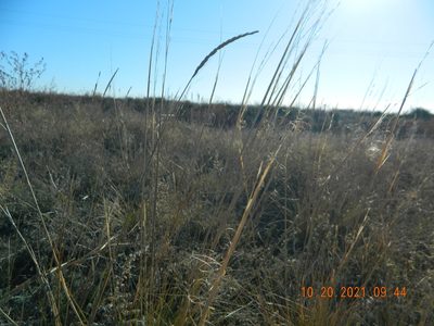Stipa capillata, photographed by Galyna Mykytynets