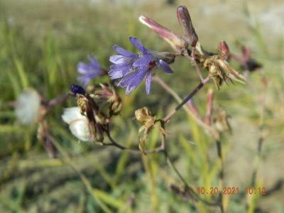 Lactuca tatarica, photographed by Galyna Mykytynets