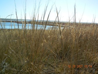 Stipa capillata, photographed by Galyna Mykytynets