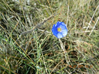 Linum austriacum, photographed by Galyna Mykytynets
