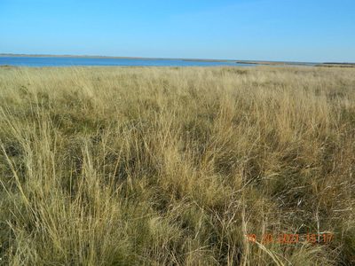 Stipa capillata, photographed by Galyna Mykytynets