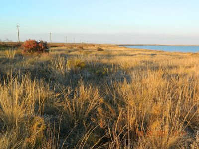 Stipa capillata, photographed by Galyna Mykytynets