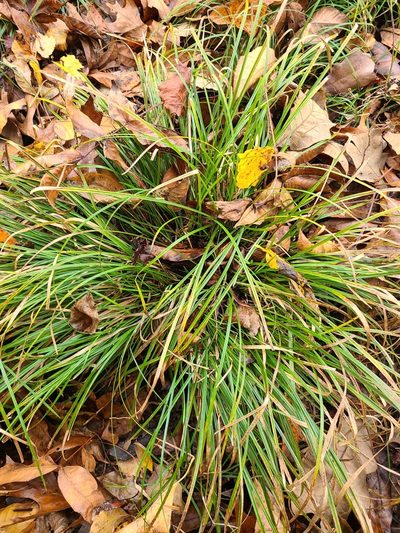 Carex basiantha, photographed by Jeff Wilson