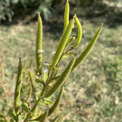 Cleome viscosa, photographed by Bill Levine