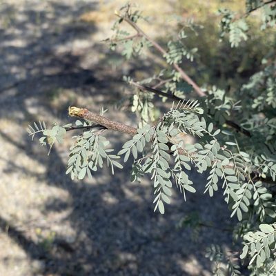 Lysiloma candidum, photographed by Bill Levine