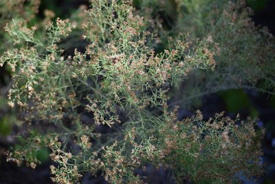 Euthamia caroliniana