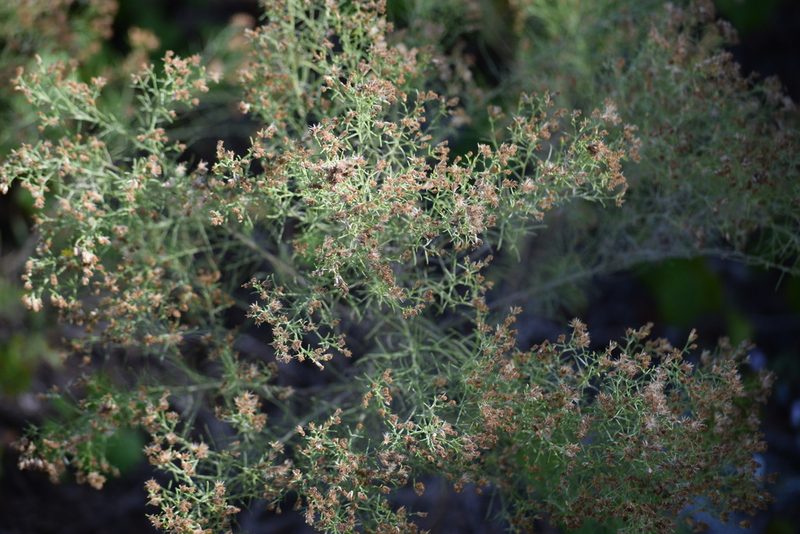 Euthamia caroliniana, photographed by Neli Kanonerova