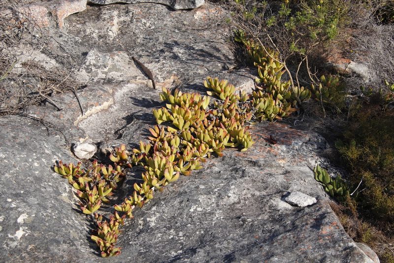 Ruschia rubricaulis, photographed by Tony Rebelo