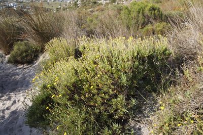 Othonna coronopifolia, photographed by Tony Rebelo