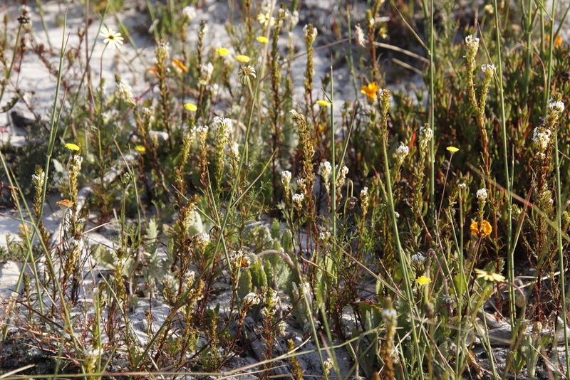 Hebenstretia repens, photographed by Tony Rebelo