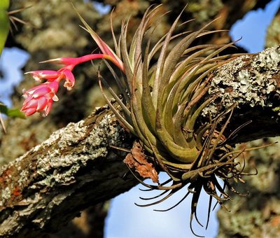 Tillandsia recurvifolia, photographed by Hugo Hulsberg