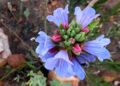 Lobostemon marlothii, photographed by Di Turner