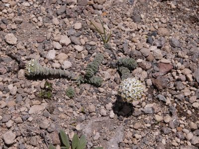 Nassauvia revoluta, photographed by Guillermo Debandi