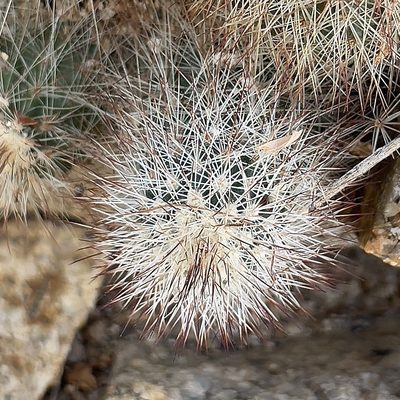 Echinocereus sciurus, photographed by Bill Levine