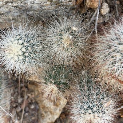 Echinocereus sciurus, photographed by Bill Levine