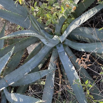 Agave aurea, photographed by Bill Levine