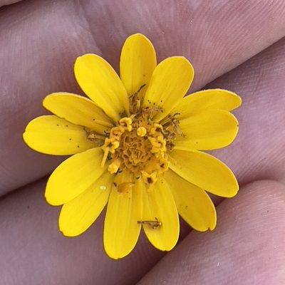 Melampodium sinuatum, photographed by Bill Levine