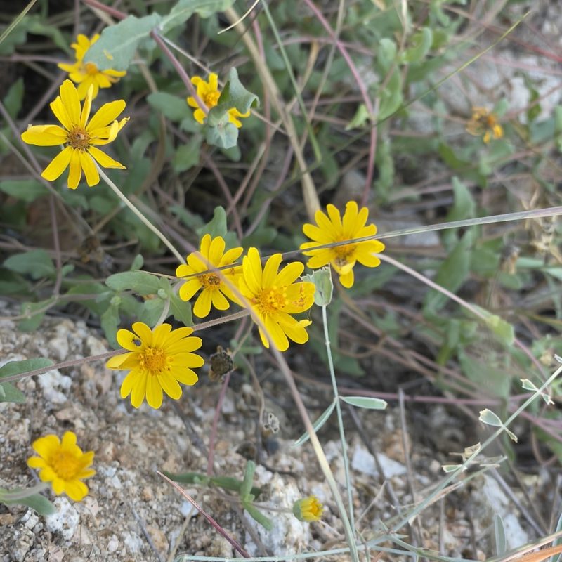 Melampodium sinuatum, photographed by Bill Levine