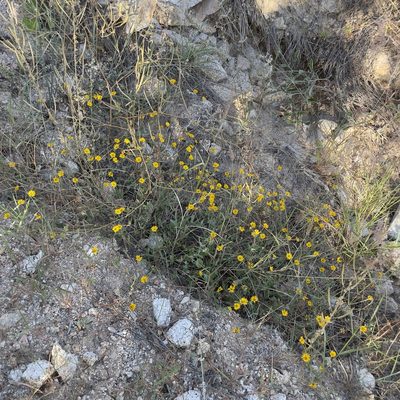 Melampodium sinuatum, photographed by Bill Levine