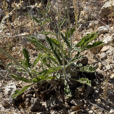 Froelichia xantusii, photographed by Bill Levine
