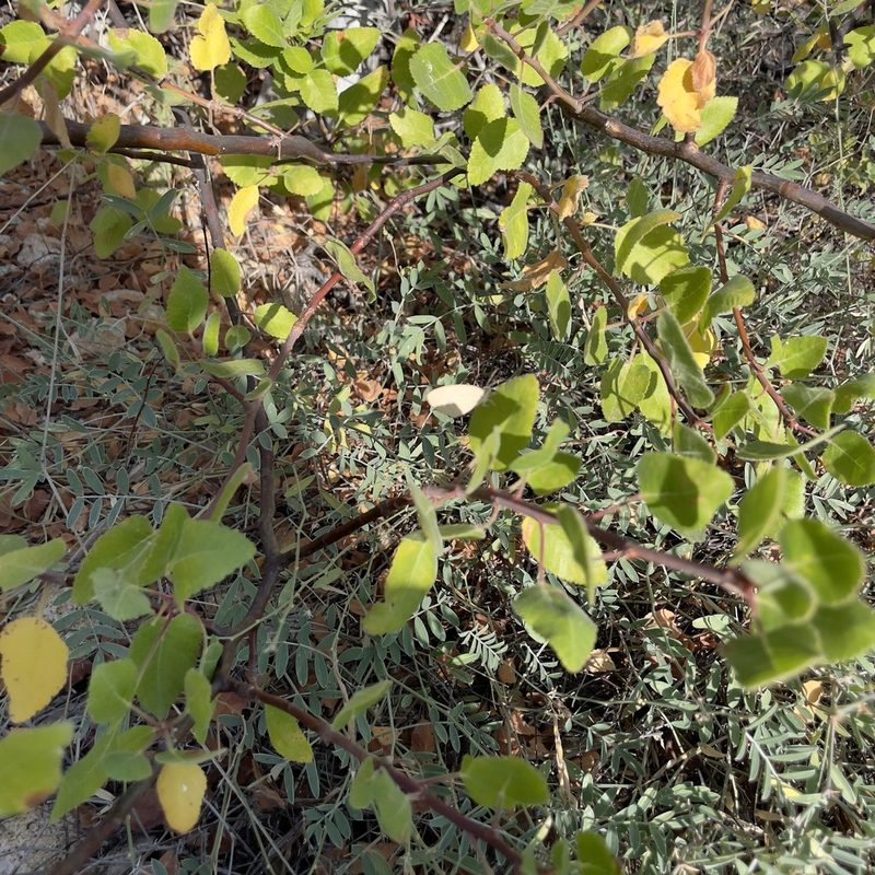 Bursera epinnata, photographed by Bill Levine