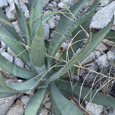 Agave aurea, photographed by Bill Levine