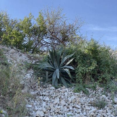 Agave aurea, photographed by Bill Levine