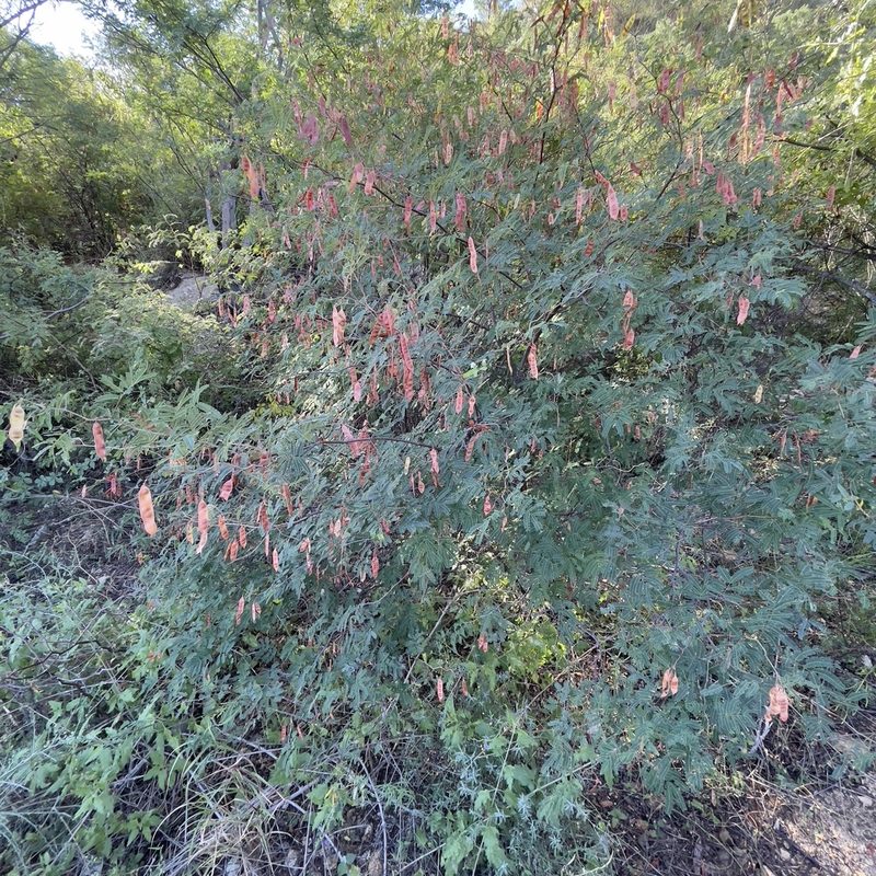 Acaciella goldmanii, photographed by Bill Levine