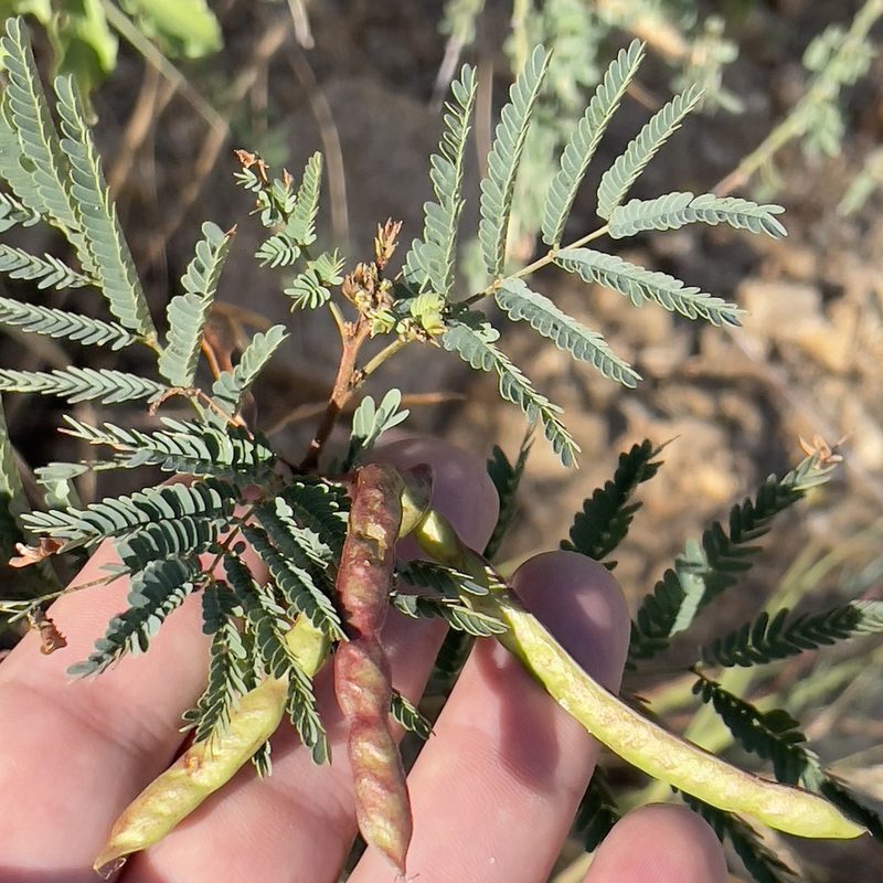 Desmanthus fruticosus, photographed by Bill Levine