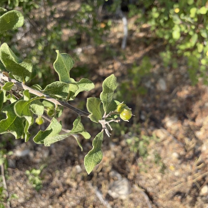 Bourreria sonorae, photographed by Bill Levine