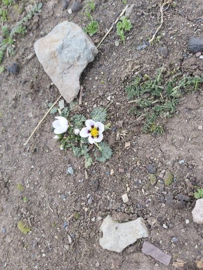 Acaulimalva nubigena, photographed by Jon Jorgensen