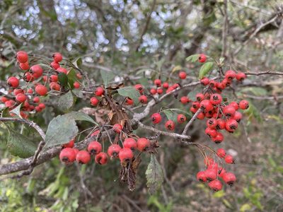 Crataegus spathulata, photographed by Daniel McNair
