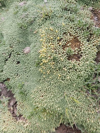 Pycnophyllum tetrastichum, photographed by Jon Jorgensen