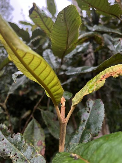 Brunellia acutangula, photographed by Nicolás Baresch Uribe